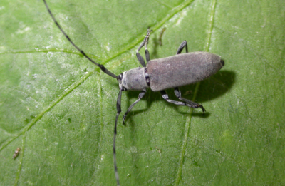 Picture 1 shows  Adult of Dectes stem borer.
